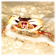 �I�J�K�j�̕���