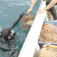 �I�j�q�g�f