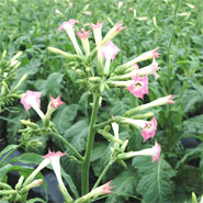 �^�o�R�̉�