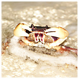 波に合わせてハサミを振りかざし放卵するオカガニ=池間島で