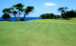 �A�p���M�S���t�R�[�X